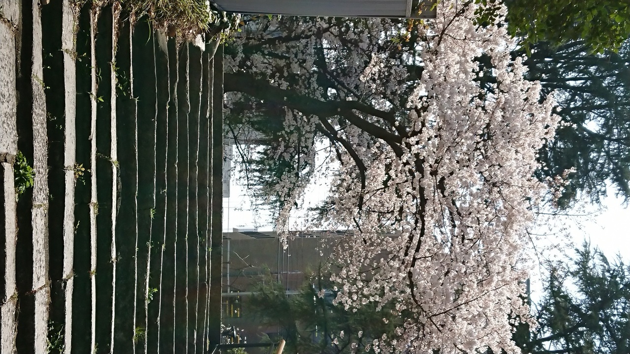 桜２.jpg